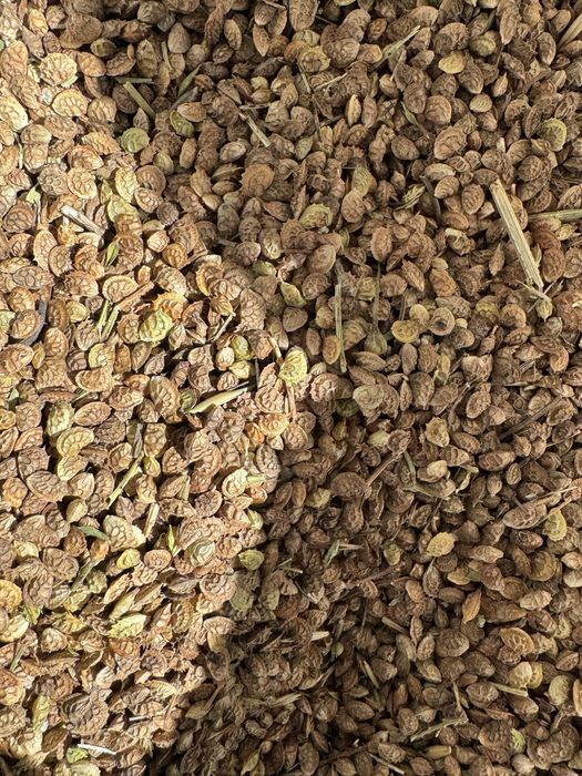 Продам семена эспарцета