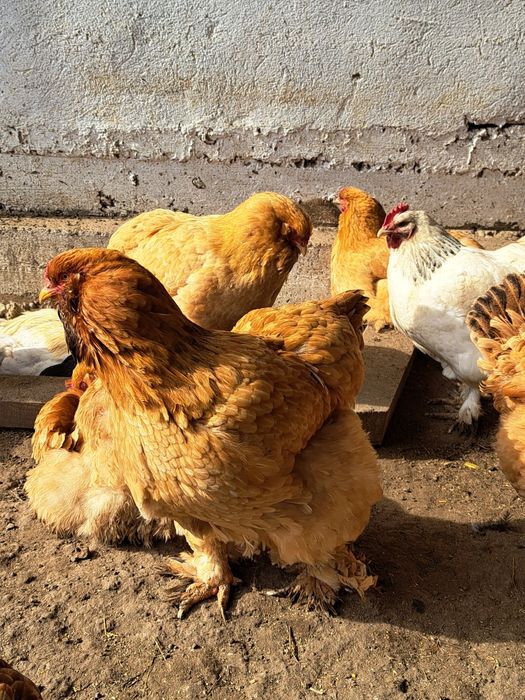 Ouă pentru incubație de găini încălțațe bărboase și cu gâtul gol