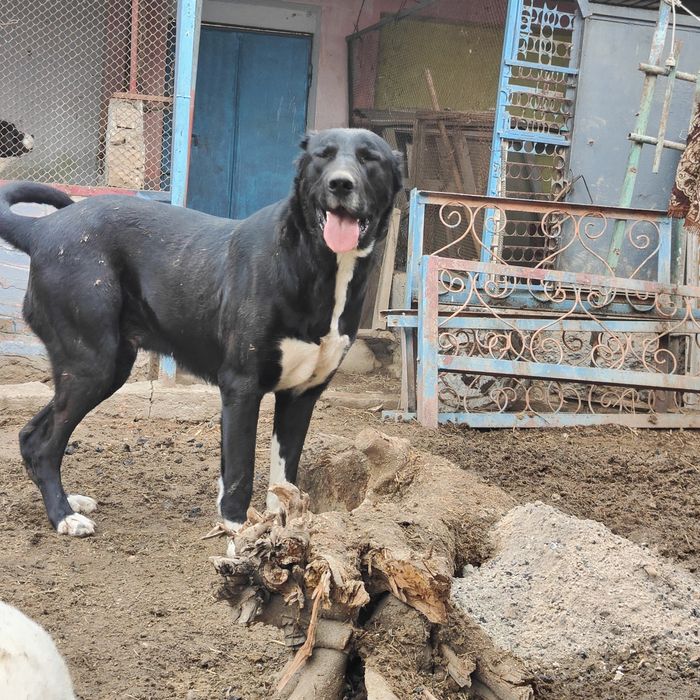 Срочно сатылады ургашы