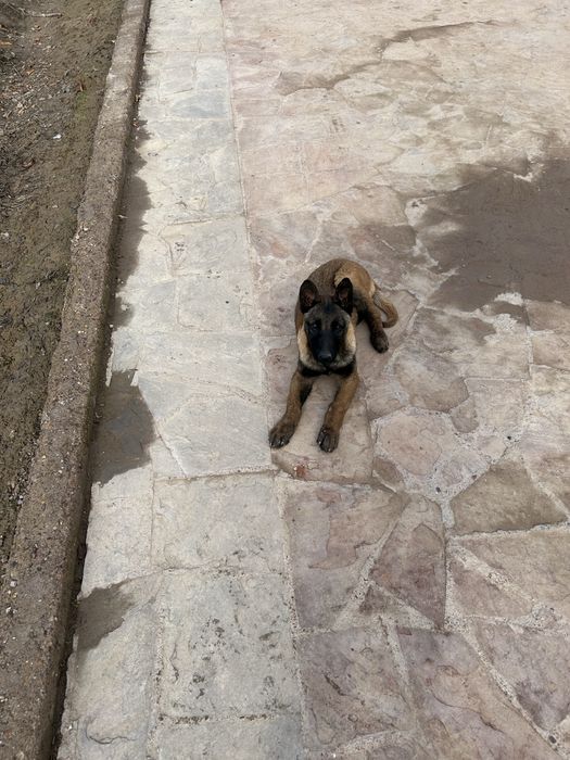 Белгейски овчарка