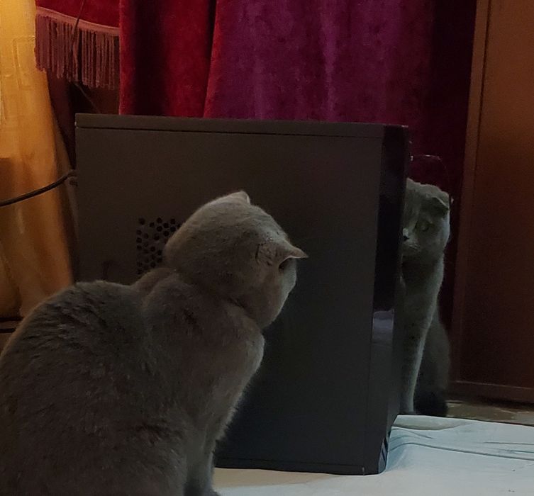 2 oylik juda quvnoq va chaqqon soğlom chista parodali mushuklar sotila