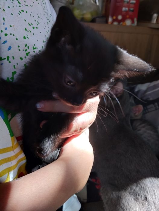 Котята 2 месяцев