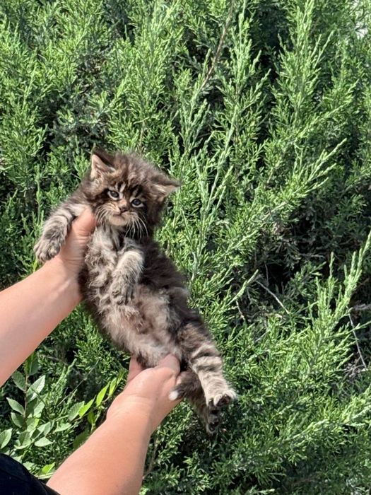 Котята породы мейнкун