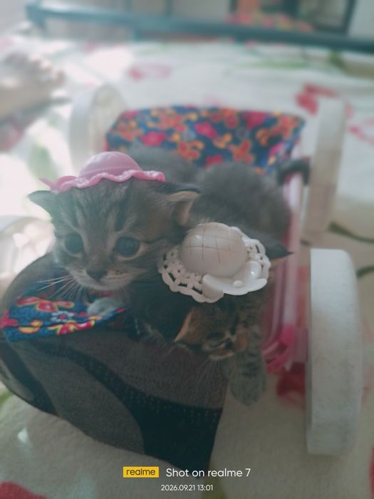 Продаются породистые котята.