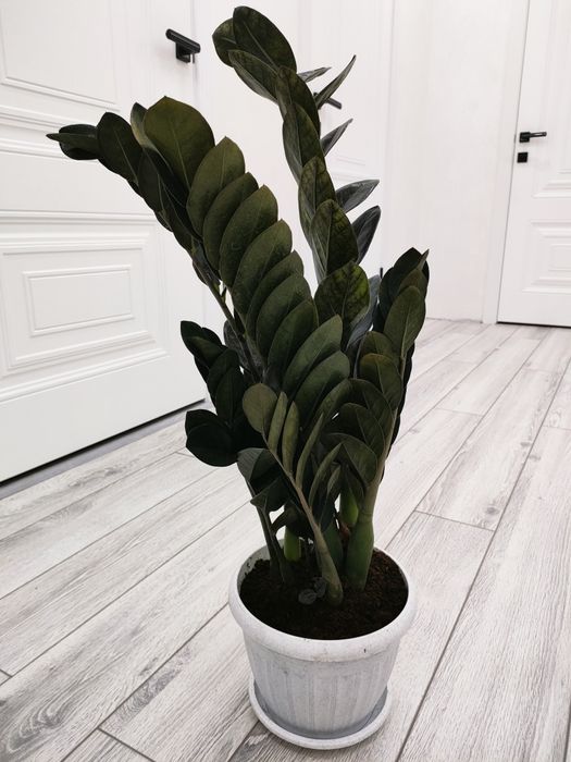 Комнатные цветы, доставка