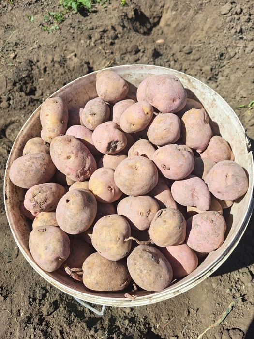 Продам 4 ведра картошки на посадку