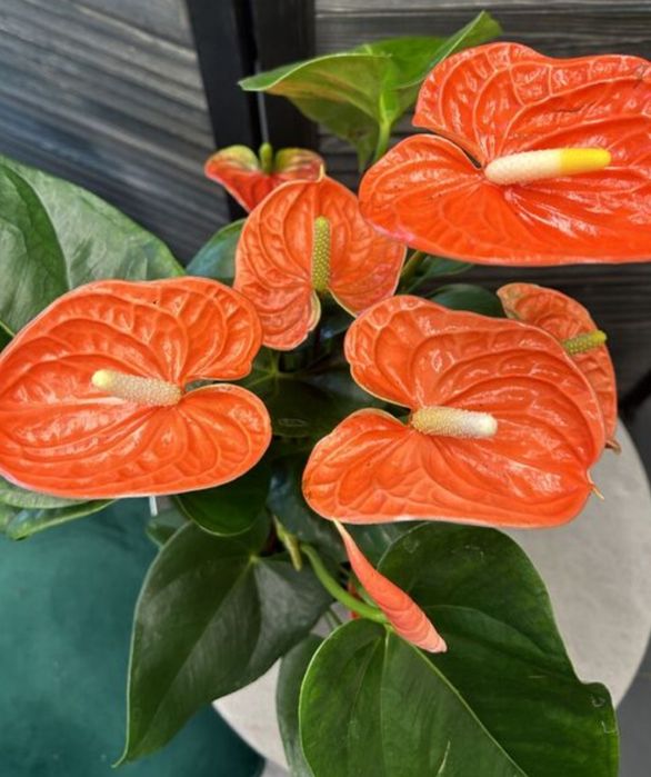 Комнатные цветы в горшках