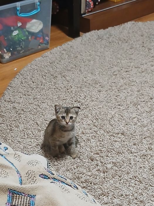 Отдам котят в добрые руки!