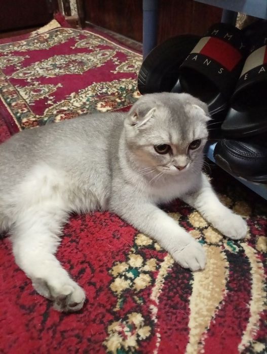Котята шиншиллы, шиншилла, вислоухие