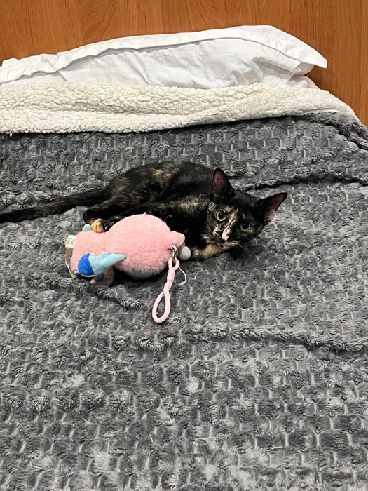 Отдам даром срочно