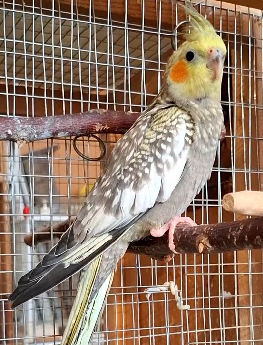 Корелла 3-5 месяца,