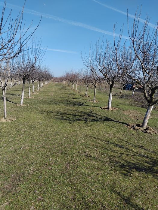 Tundem pomi fructiferi și vita de vie