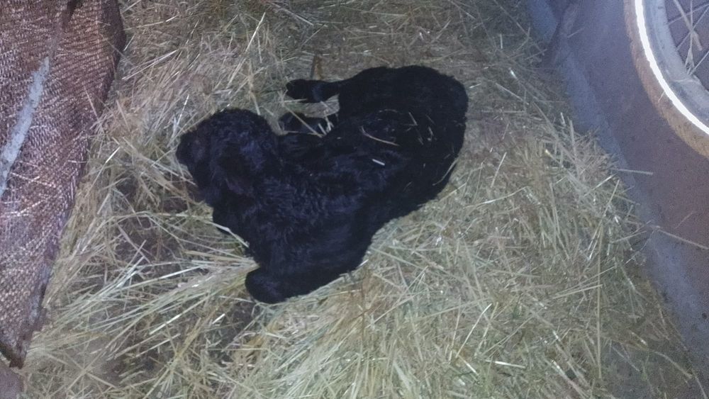 Vițea angus de vânzare