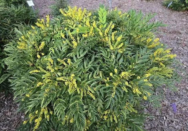 Вечнозелена махония