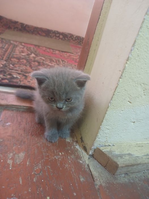 Продаются кошки с детьми