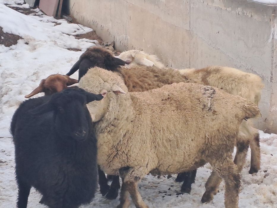 Семіз тоқтылар сатылады.