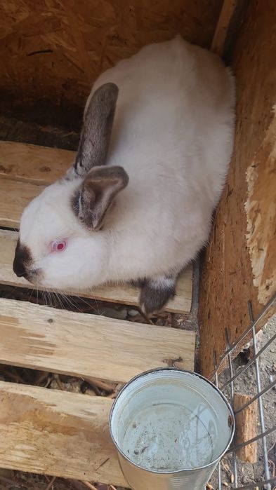 Продам кроликов Калифорнийских