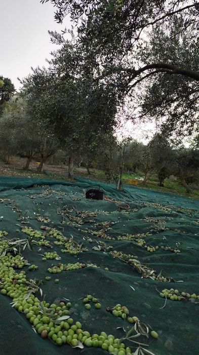 Ulei de măsline natural