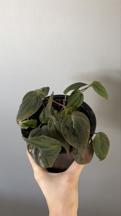 Филодендрон миканс