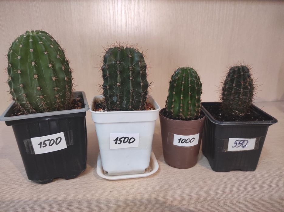 Кактус комнатный цветок