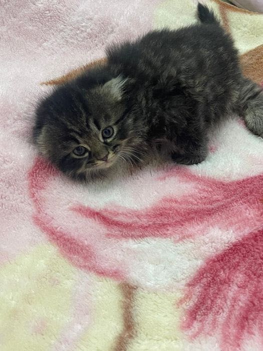 Скоттиш фолд и страйт котята