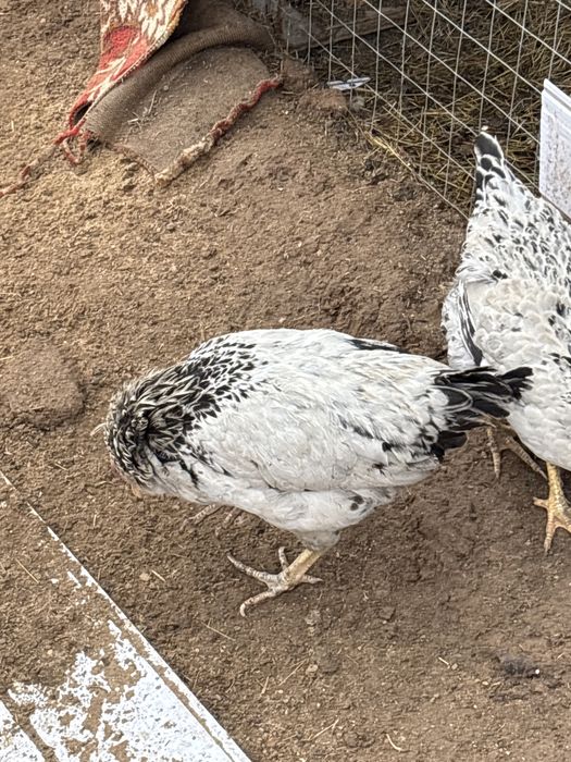 Циплята подрошие 3месеца