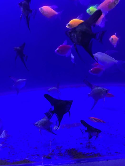 ternetsa,sklari nion xiwniklarambor mirni baliqlar Akvashop bukhara/tg