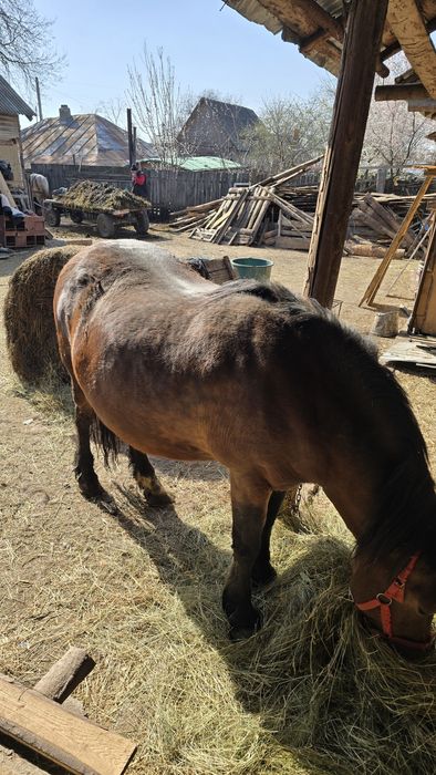 Iapă gestantă in 10 luni