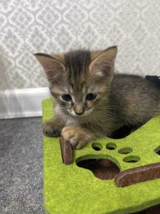 Отдам двух маленьких котят в добрые руки