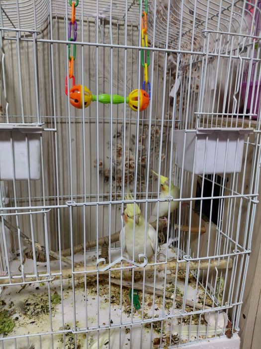 Продам разных попугай