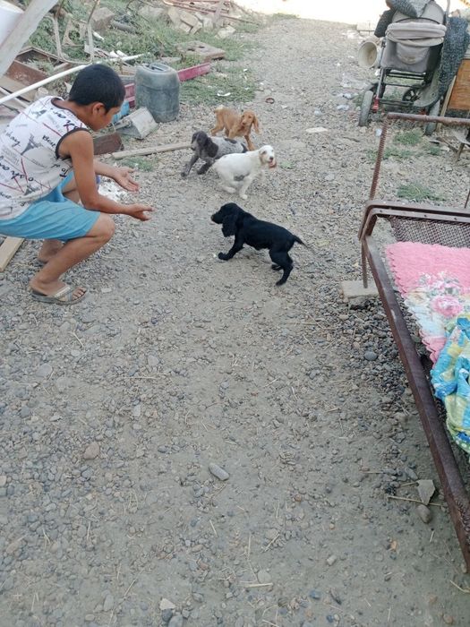 Spaniel kuchukchalar sotiladi