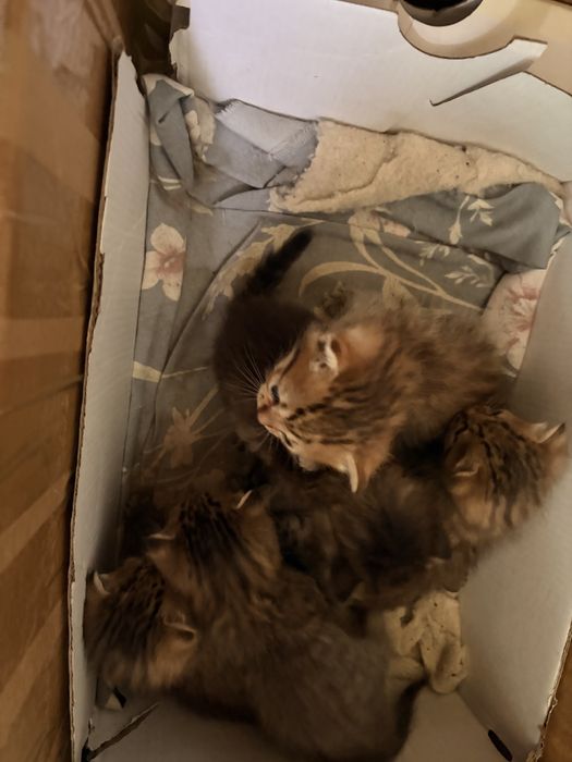 Котенок девочки 3 недели