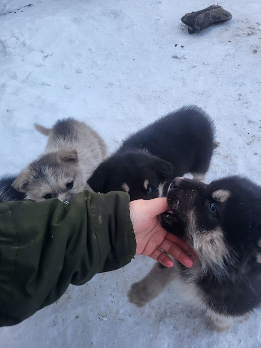 Продам щенков маламута