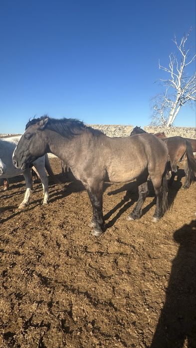 Жеребец 5 лет Жеребец 9 лет