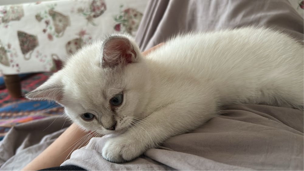 Британские котята