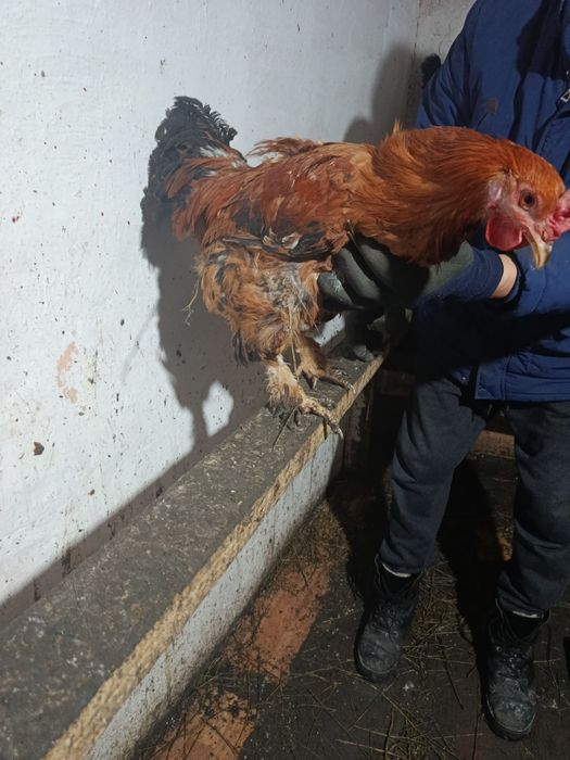 Петушок молодой...