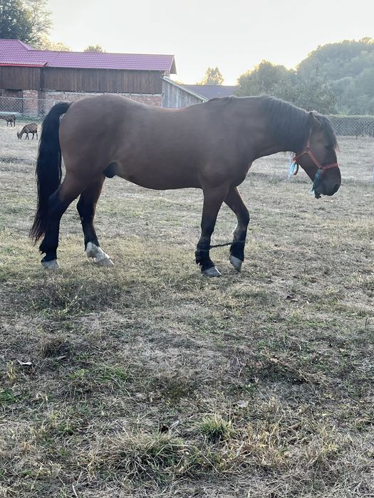 Vand un cal de 8ani si o manza de 4 luni