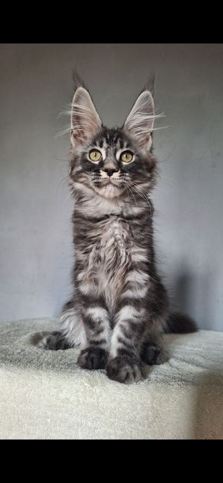 Котята мейн-кун готовы к переезду
