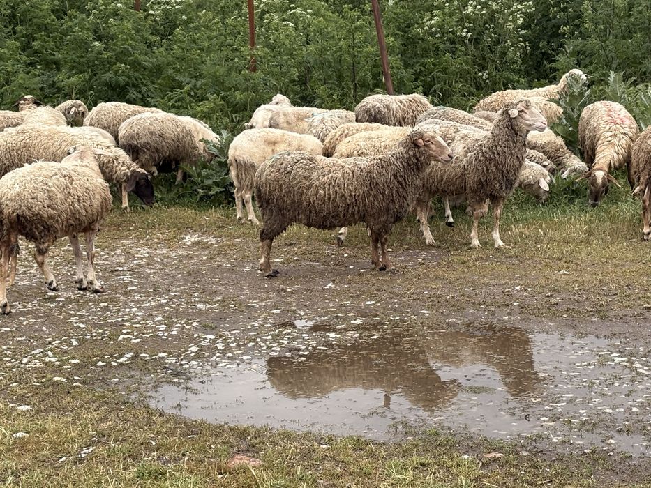 Продаваме овце за клане