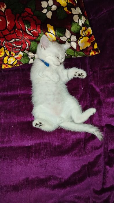 Животных котёнка  100 га 100 тоза шиншилла
