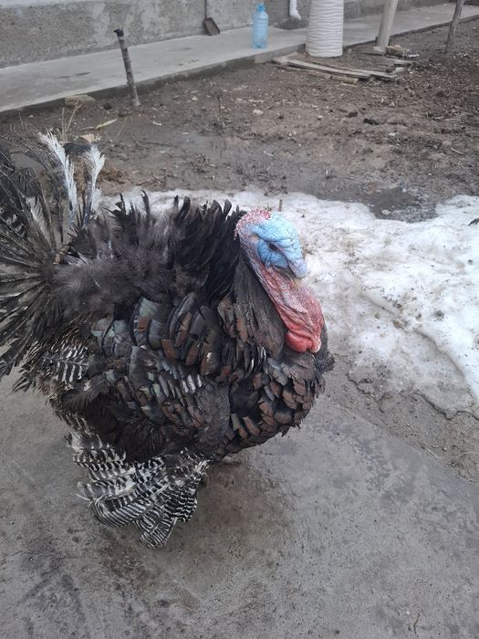 гибрит индюки 1+2