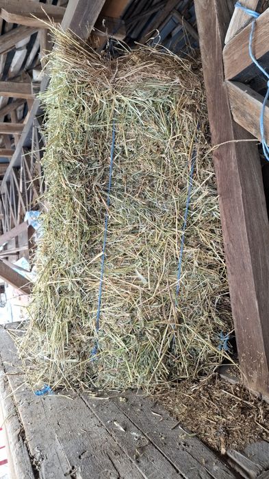 Baloți Lucerna din  2025