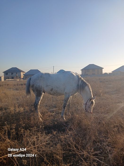 Айғыр мінуге арналған