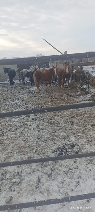 Продам лошадей !