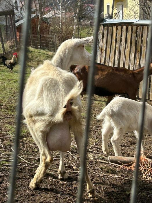 Capra Saanen cu 2 iezi