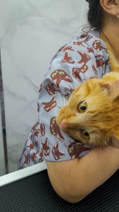 Молодой котик в поиске семьи