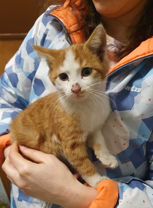 Намерено - Рижаво мъниче спешно търси дом