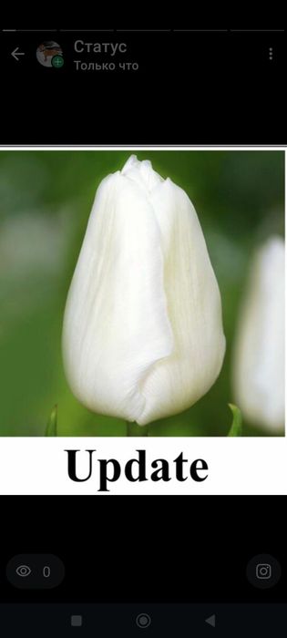 Тюльпаны, свежие с теплицы