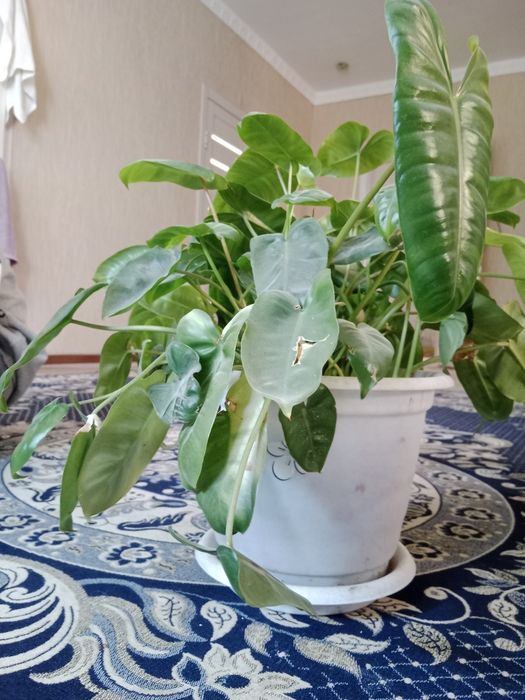 Гүл сатылады жақсы бапталған