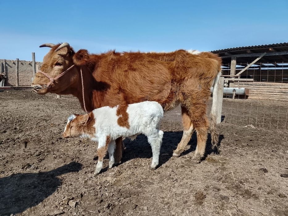 Сары сиыр төртінші тума